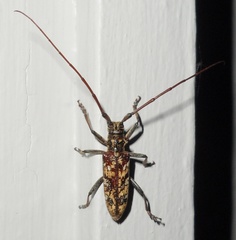 Monochamus marmorator