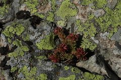 Sedum tenellum