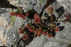Sedum tenellum