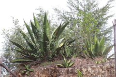Agave gentryi