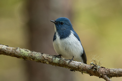 Ficedula superciliaris aestigma