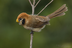 Paradoxornis guttaticollis