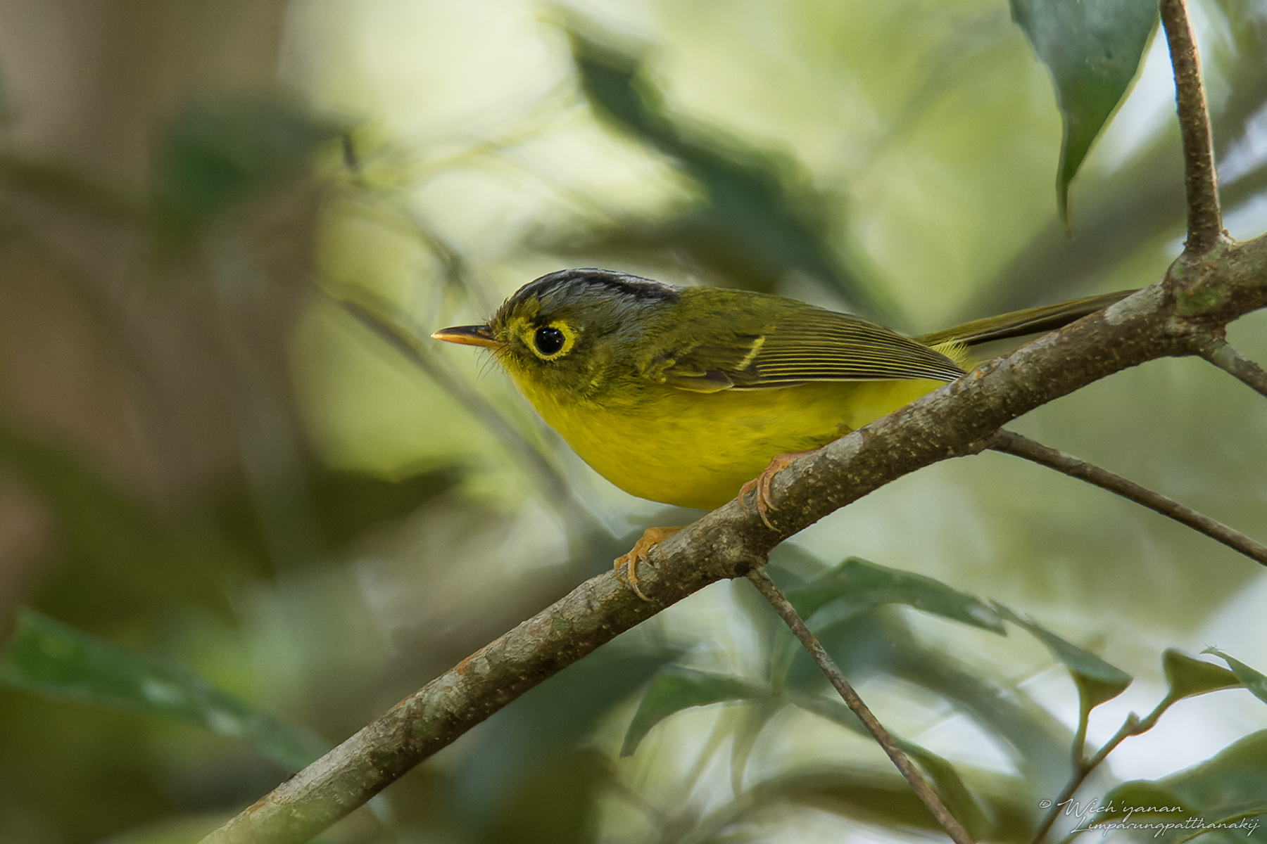 Tickell's Leaf Warbler