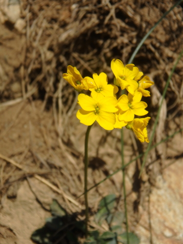 Draba hispida Willd.