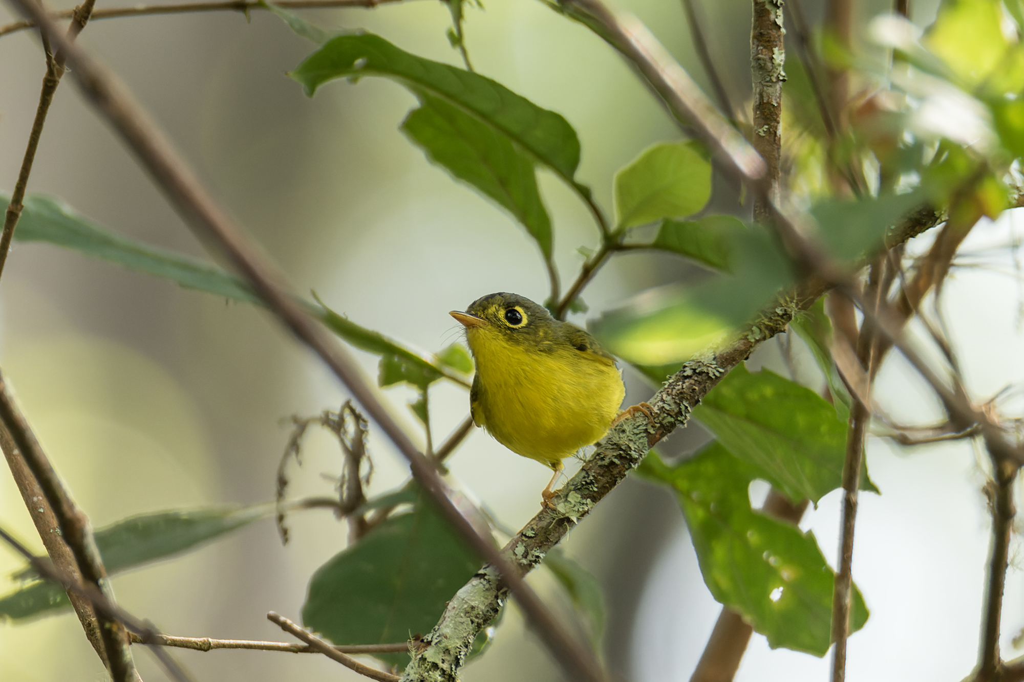 Tickell's Leaf Warbler