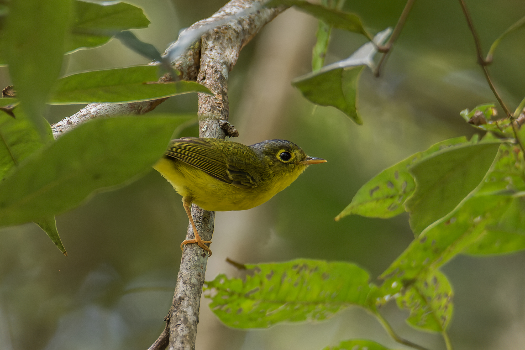 Tickell's Leaf Warbler