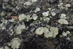 Cladonia deformis