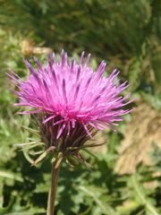 Carduus adpressus