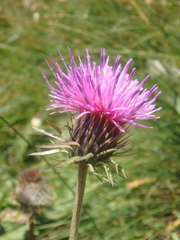 Carduus adpressus