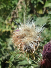 Carduus adpressus
