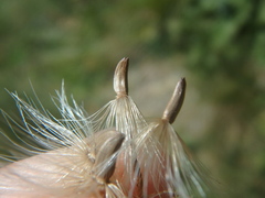 Carduus adpressus