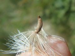 Carduus adpressus