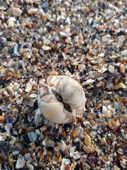 Anadara kagoshimensis