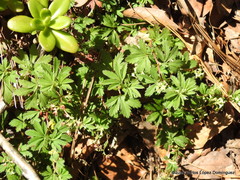 Alchemilla procumbens