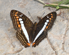 Adelpha alala