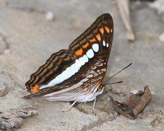 Adelpha alala