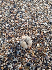 Anadara kagoshimensis