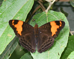 Adelpha ximena