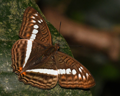 Adelpha alala
