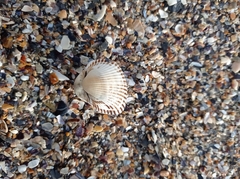 Anadara kagoshimensis