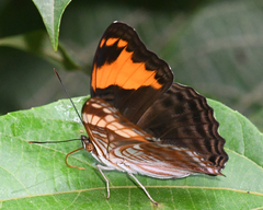 Adelpha ximena