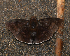 Aethilla eleusinia