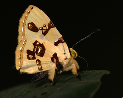 Anteros formosus
