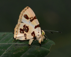 Anteros formosus