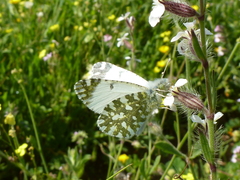Euchloe insularis