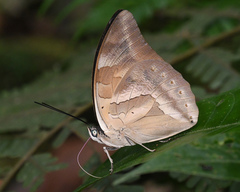 Archaeoprepona demophon