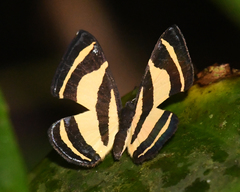 Baeotis staudingeri