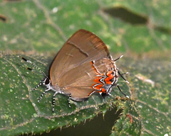 Calycopis cerata