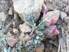 Astragalus calycosus