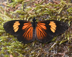 Castilia perilla