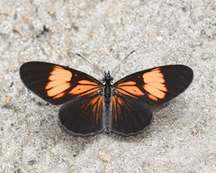 Castilia perilla