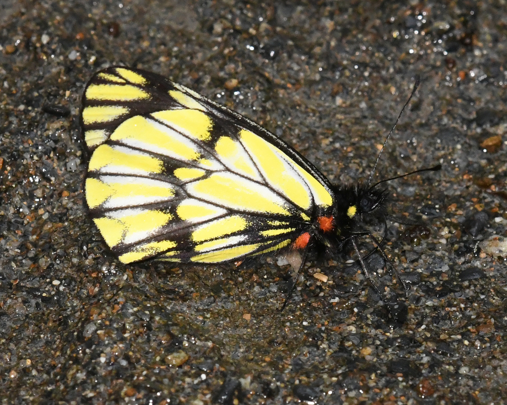 Catasticta corcyra