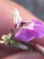 Astragalus calycosus