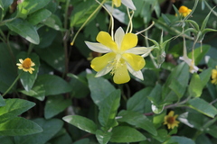 Aquilegia chrysantha