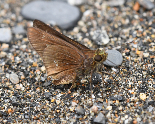 Miles' Skipper
