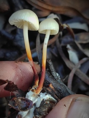 Marasmius wynneae