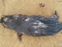 Atherurus africanus
