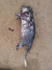 Atherurus africanus