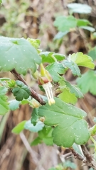 Ribes divaricatum pubiflorum