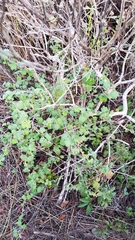 Ribes divaricatum pubiflorum