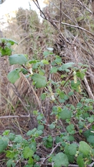 Ribes divaricatum pubiflorum