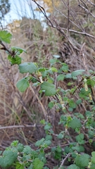 Ribes divaricatum pubiflorum