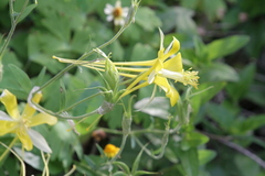 Aquilegia chrysantha