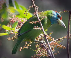 Psilopogon asiaticus