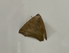 Gonelydna acutangula