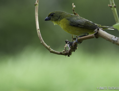 Euphonia gouldi
